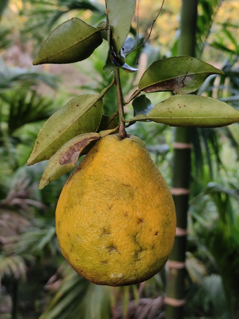 Fresh Lemons